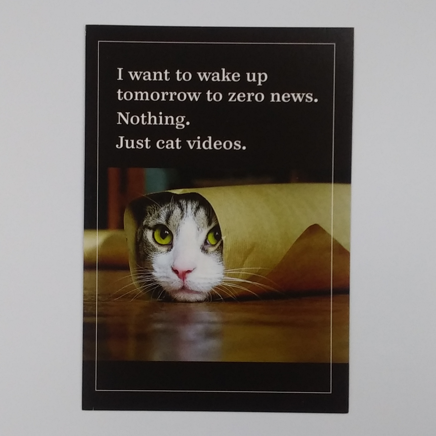 Cat Videos Thinking of You Card | Lost and Found Pharmacy Cat Videos Thinking of You Card | Lost and Found Pharmacy
